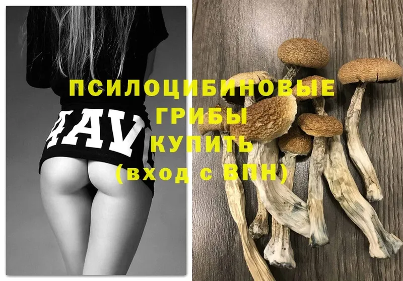 Псилоцибиновые грибы Psilocybe  МЕГА ТОР  Нестеров  магазин продажи  